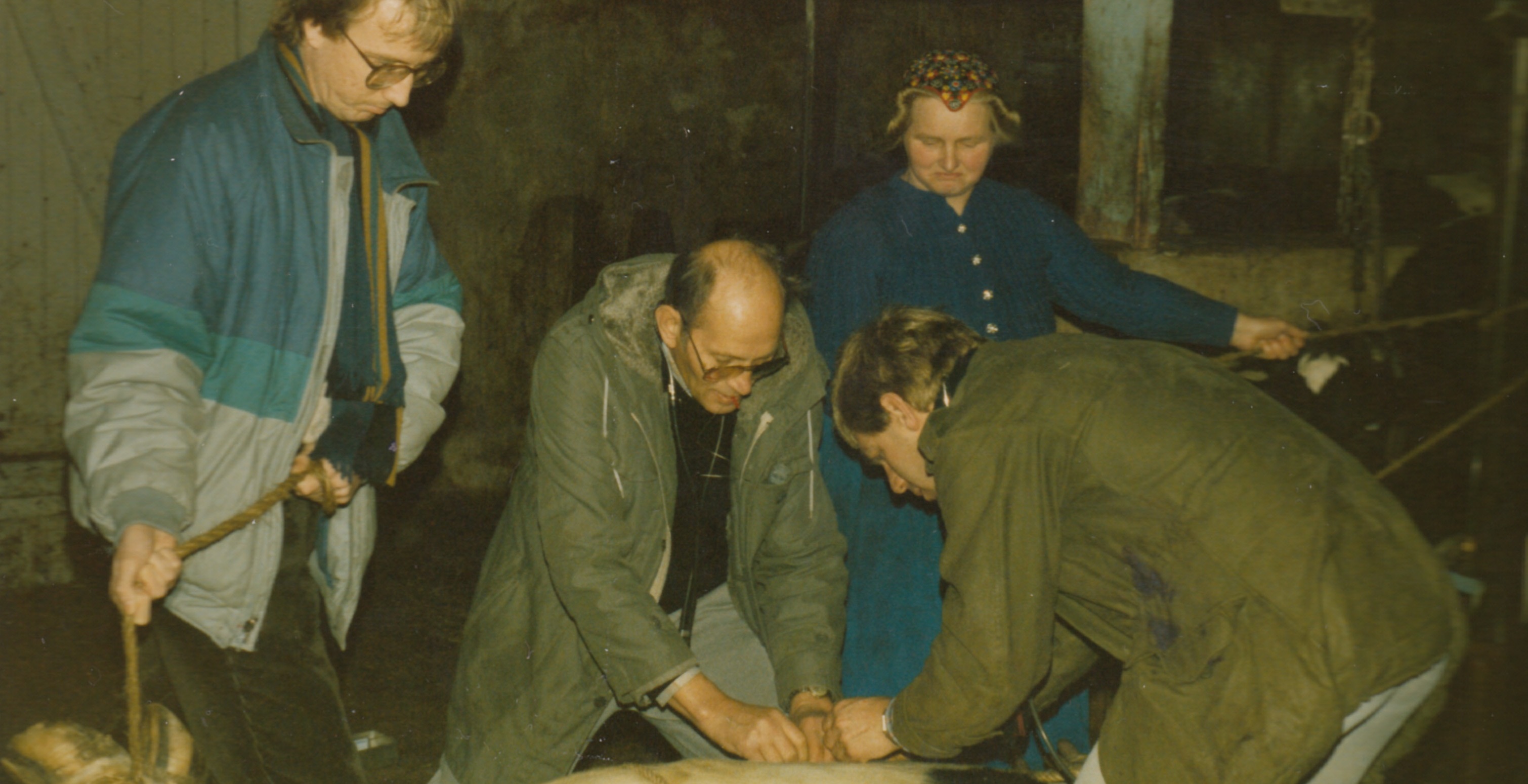 Plaatje bij verhaal: dierenarts_ubele_dijkstra_bij_de_behandeling_van_een_koe_in_staphorst_december_1983_0.jpg
