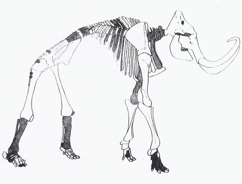 01-1 - Mammoet - Skelet van Boris.jpg