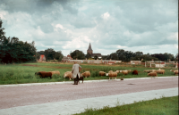 Bekijk detail van "GH00410: Schaapskudde met <span class="highlight">schaapherder</span> op de nieuwe Rheezerweg in Heemse."