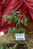 Bekijk detail van "Herman Finkers ontvangt tijdens de <span class="highlight">Flora</span> een naar hem vernoemde Fuchsia."