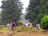 Bekijk detail van "Vrijwilligers helpen bij het handmatig hooien van het weiland aan het Appellaantje."