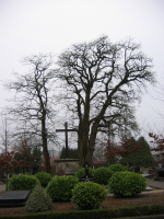 Bekijk detail van "De bedreigde acacia's op het r.-k. kerkhof."