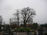 Bekijk detail van "De bedreigde acacia's op het r.-k. kerkhof."