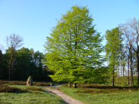 Bekijk detail van "Natuurgebied de Paardenslenkte op het Springendal."