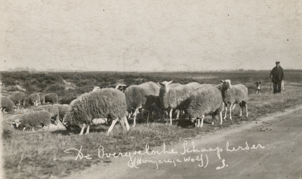 Bekijk detail van "HV02587: De Overijsselse Schaapsherder nabij de 'Hongerige Wolf' in Rheezerveen"