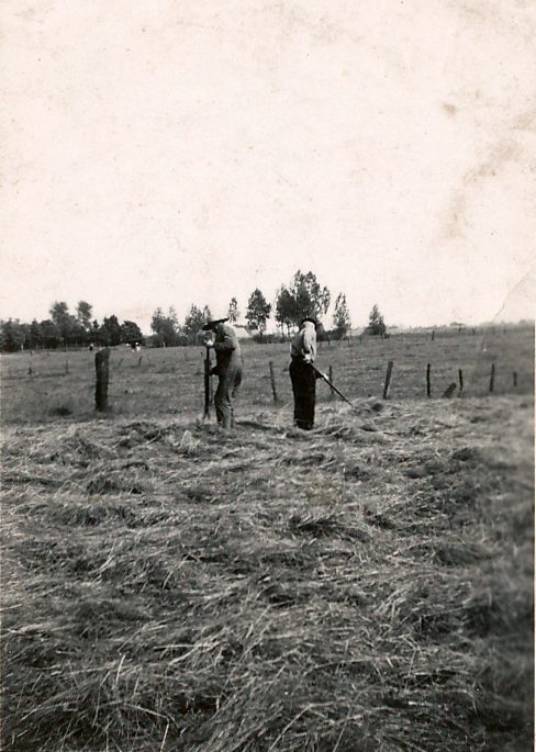 Bekijk detail van "HV03190: Opa Greven en vader Nijzink zijn bezig met het hooien."