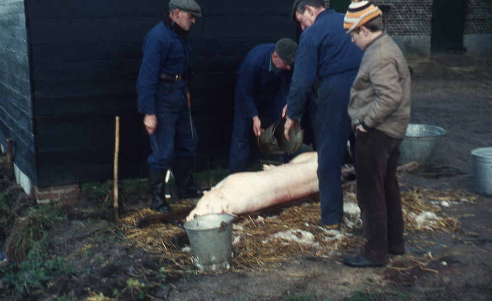 Bekijk detail van "HV05299B: <span class="highlight">Huisslachting</span> in Heemse."