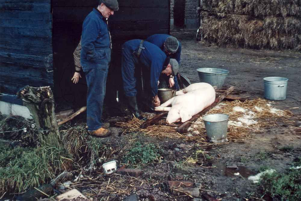 Bekijk detail van "HV05299C: Een <span class="highlight">Huisslachting</span> in Heemse."