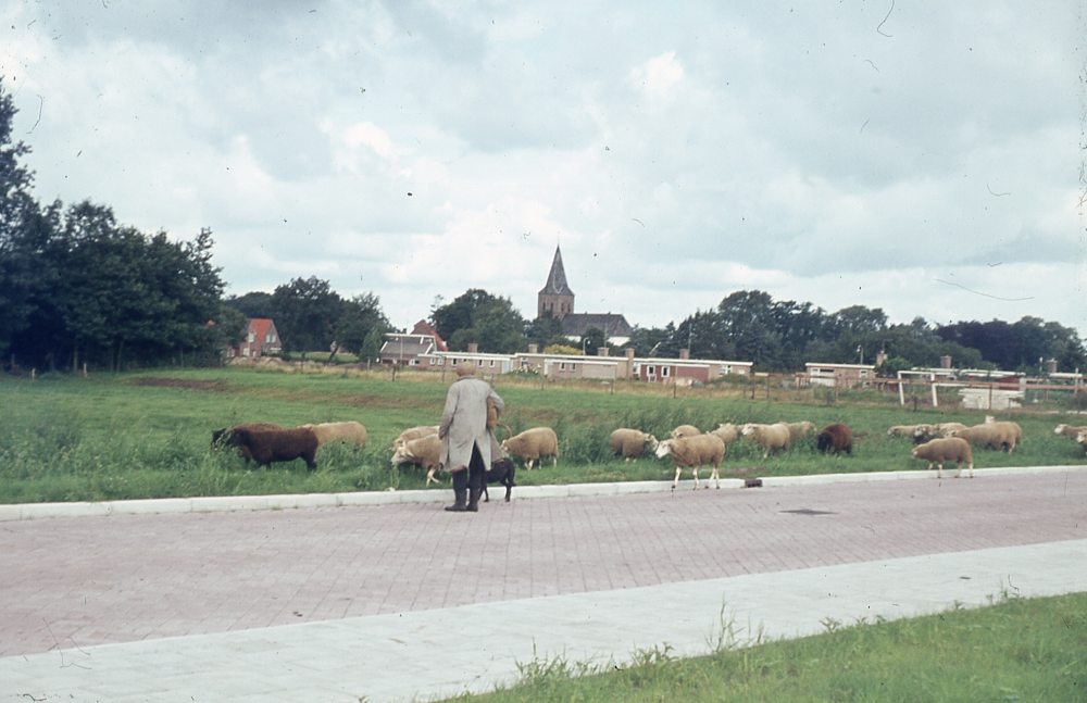 Bekijk detail van "HV06109: De Pastorie van de Ned. Herv. Kerk te Heemse, met schaapheder op de voorgrond."