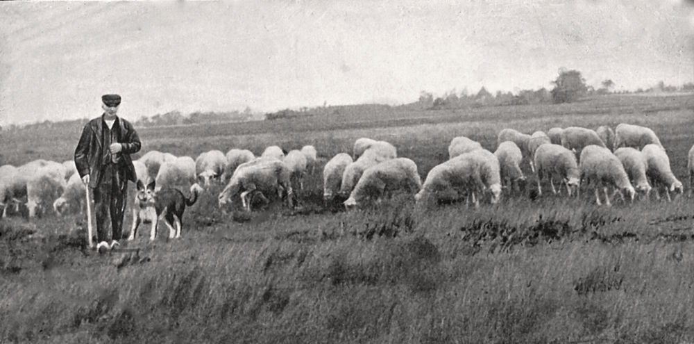 Bekijk detail van "HV06497: Een onbekende Herder met hond en <span class="highlight">schaapskudde</span>."