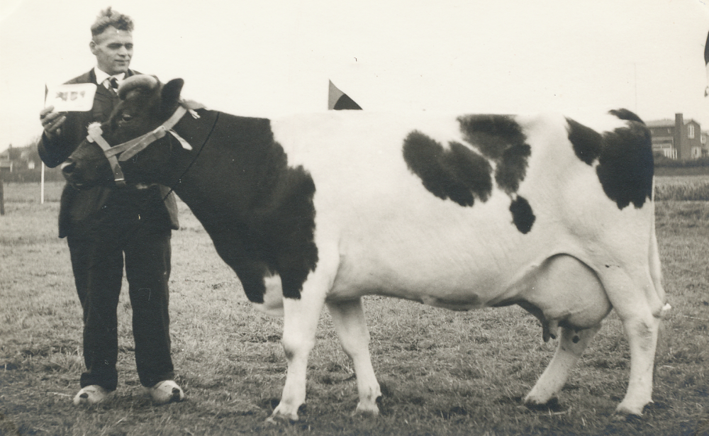 Bekijk detail van "HV08081: 600 jaar Hardenberg, september 1962, de veekeuring op het feestterrein op De Brink in Heemse."