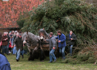 Bekijk detail van "Paaswagen met hoog opgeladen paashout rijdt met een vaartje de Poaskaamp (<span class="highlight">Paaskamp</span>) op."