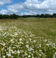 Bekijk detail van "Mooi stukje natuur aan de Duitse grens."