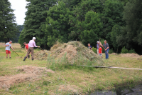 Bekijk detail van "Leden van de stichting Natuur en Milieu en vrijwilligers helpen bij het handmatig hooien van het weiland aan het Appellaantje."