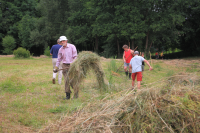 Bekijk detail van "Leden van de stichting Natuur en Milieu en vrijwilligers helpen bij het handmatig <span class="highlight">hooien</span> van het weiland aan het Appellaantje."