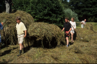 Bekijk detail van "Leden van de stichting Natuur en Milieu en vrijwilligers helpen bij het handmatig hooien van het weiland aan het Appellaantje."