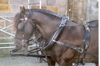 Bekijk detail van "Paarden voor de antieke lijkkoets bij de begrafenis van mevr. Wilbers."