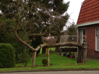 Bekijk detail van "Kromgegroeide boom in de tuin van Veelders aan de Denekamperstraat."