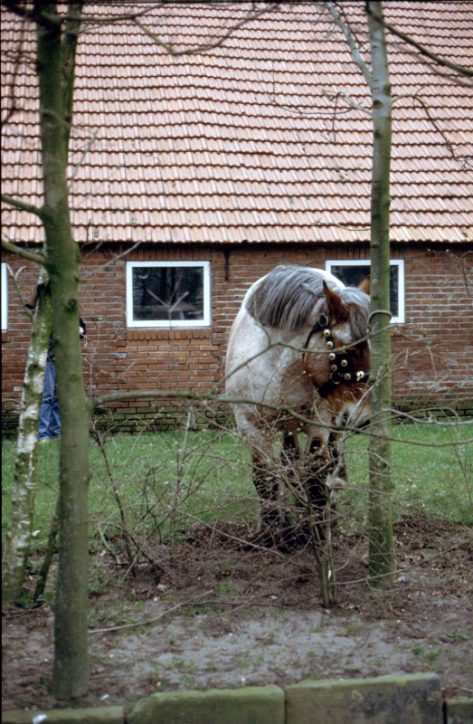 Bekijk detail van "Een van de trekpaarden die meegaan Paashout halen."