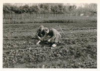 Bekijk detail van "Gemeentelijke plantsoenendienst"