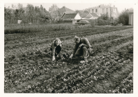 Bekijk detail van "Gemeentelijke plantsoenendienst"