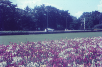 Bekijk detail van "Bloemenperk Wierdensestraat - Aalderinkssingel"