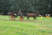 Bekijk detail van "<span class="highlight">Paardensport</span>"