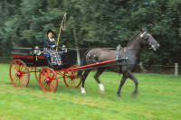 Bekijk detail van "<span class="highlight">Paardensport</span>"