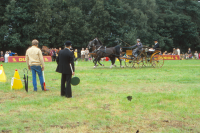 Bekijk detail van "<span class="highlight">Paardensport</span>"