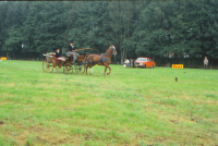 Bekijk detail van "<span class="highlight">Paardensport</span>"