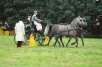 Bekijk detail van "<span class="highlight">Paardensport</span>"