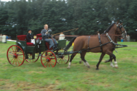 Bekijk detail van "<span class="highlight">Paardensport</span>"