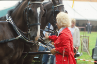 Bekijk detail van "<span class="highlight">Paardensport</span>"