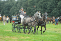 Bekijk detail van "<span class="highlight">Paardensport</span>"