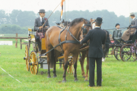 Bekijk detail van "<span class="highlight">Paardensport</span>"