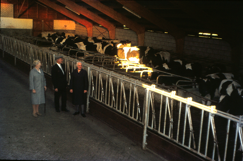 Bekijk detail van "HV100606: De Familie <span class="highlight">Boerrigter</span> uit Hardenberg, bij het vee."