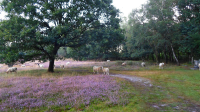 Bekijk detail van "Schapen grazen op de bloeiende heide op de Paardenslenkte op het <span class="highlight">Springendal</span>."