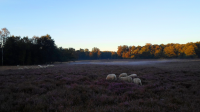 Bekijk detail van "Schapen grazen op de bloeiende heide op de Paardenslenkte op het <span class="highlight">Springendal</span>."