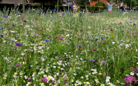 Bekijk detail van "Wilde bloemen, uitgezaaid door de jeugdnatuurgroep."