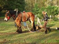 Bekijk detail van "Boomsleepwedstrijd bij Hoeve <span class="highlight">Springendal</span>."