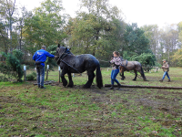 Bekijk detail van "Demonstratie met paarden op de hindernisbaan tijdens boomsleepwedstrijd."