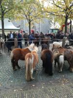Bekijk detail van "Overzicht van de paardenmarkt op vrijdag van de Koale Karmis."