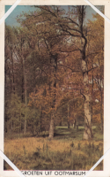 Bekijk detail van "Ansichtkaart met berkenbos 'Groeten uit Ootmarsum'."