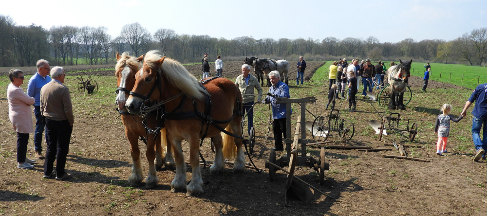 Bekijk detail van "Demonstratie van het ploegen met  trekpaarden tijdens de boomsleepwedstrijd."