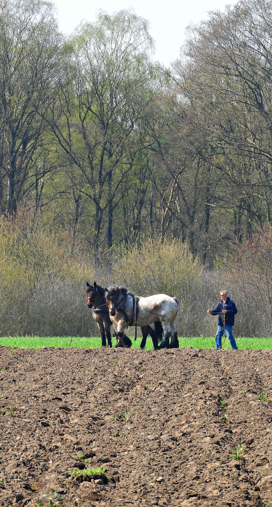 Bekijk detail van "Demonstratie van het mennen van een tweespan trekpaarden tijdens de boomsleepwedstrijd."