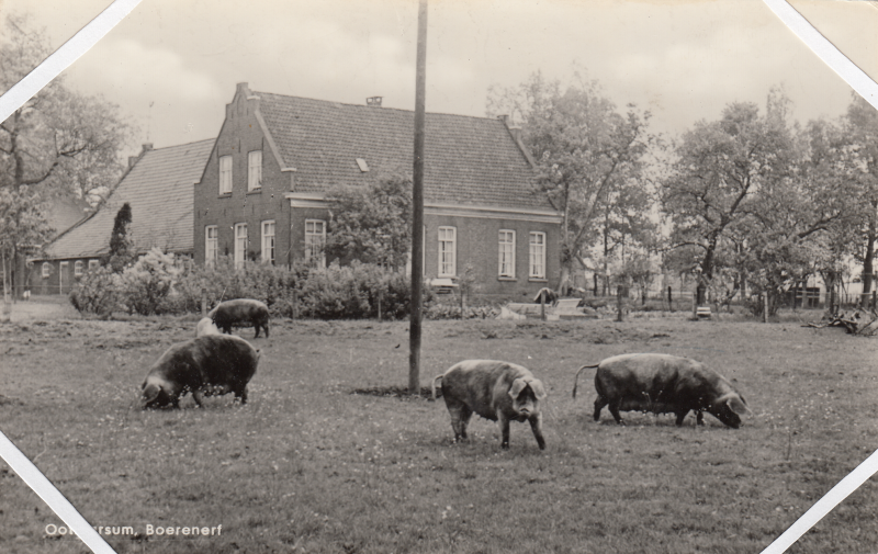 Bekijk detail van "Boerderij Vinke: 'Ootmarsum boerenerf'."