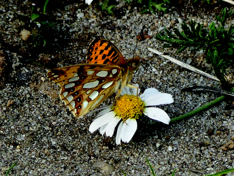 Bekijk detail van "Close up van de kleine parelmoervlinder."