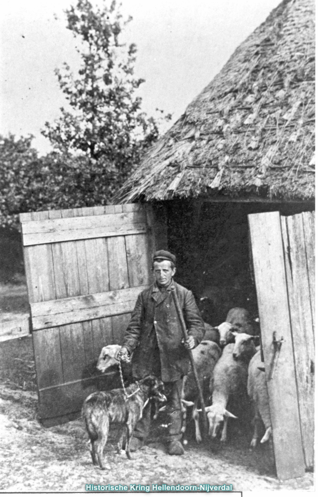 Bekijk detail van "Schapen op weg naar de heide."