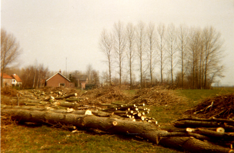 Bekijk detail van "Bomenkap aan de Rozenkampsweg, 1982"