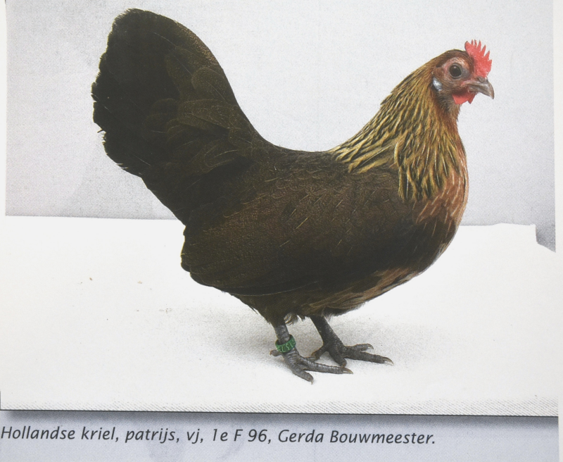 Bekijk detail van "Foto van Hollandse kriel, patrijs, 1ste F96, Gerda Bouwmeester"